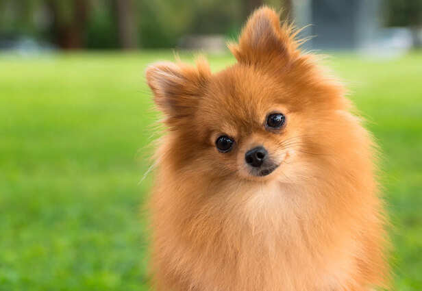 Pomeranians