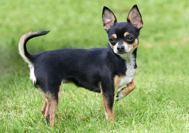 Chihuahuas
