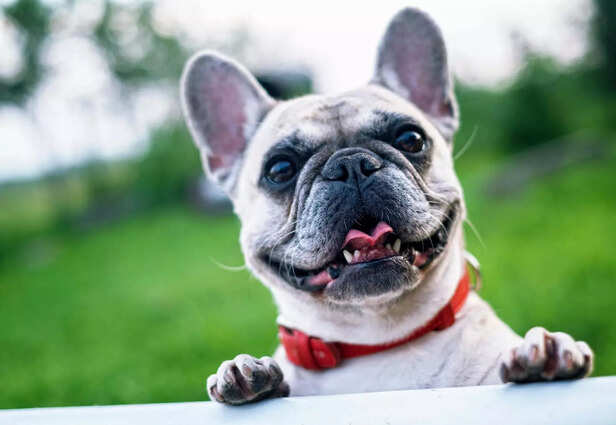 Bulldogs