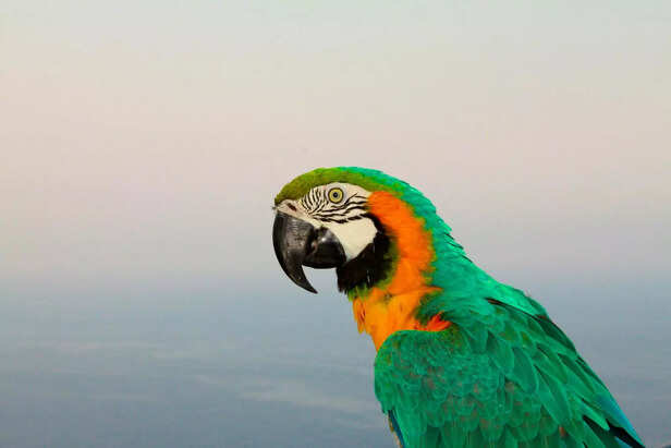 Blue-and-Gold Macaw