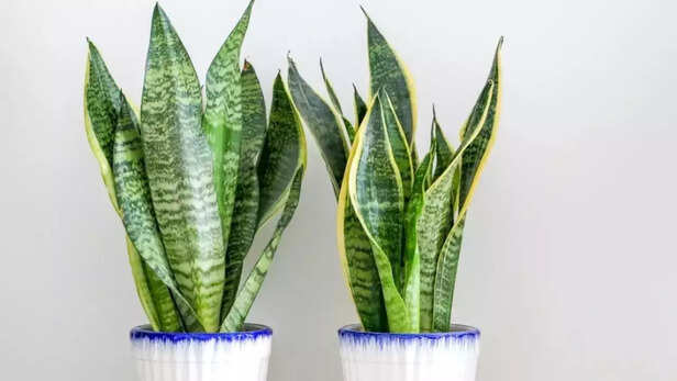 The snake plant is believed to absorb negative energy