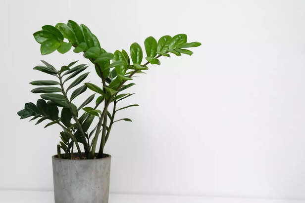 Air-purifying and low-maintenance