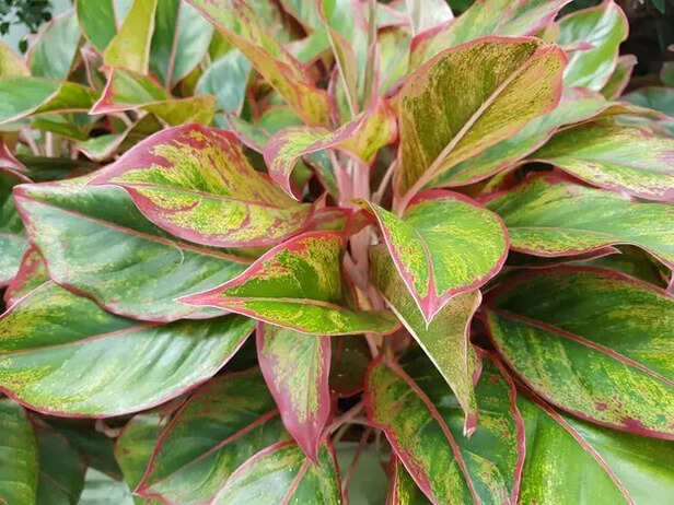 Best plants for beginners