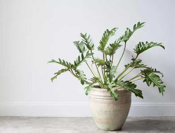 Beautiful and aesthetic plant-believed to have positive energy