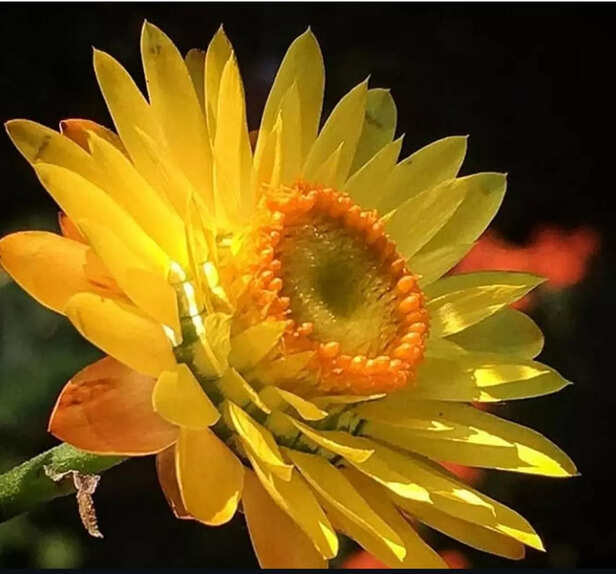 cheerful yellow(Picture credit : Instagram)