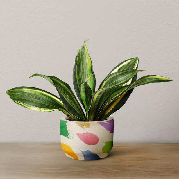 Creates a lush and tropical feel in warm climate