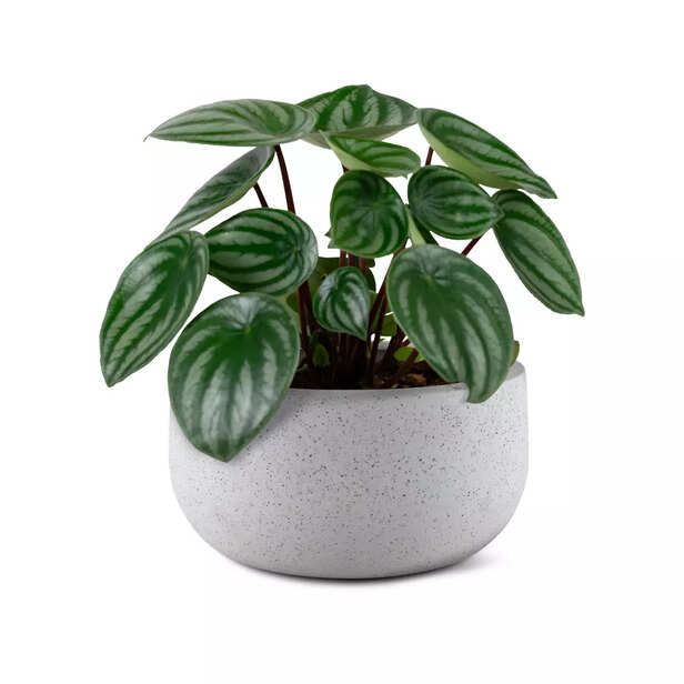 Pothos is called a "money plant" because its round, plump, flat leaves resemble coins