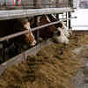 Cow exploitation