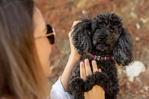 What Makes a Dog Hypoallergenic?