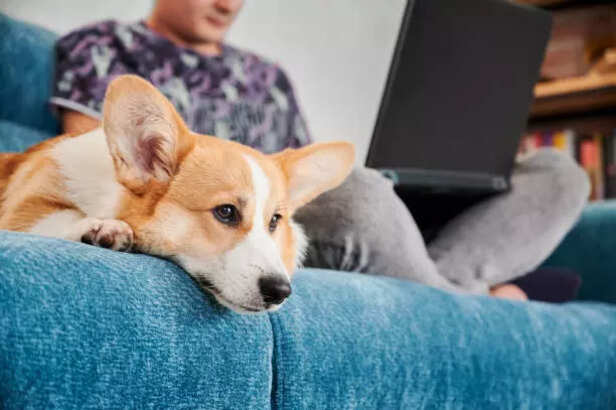 Top Reasons Your Dog Ignores You