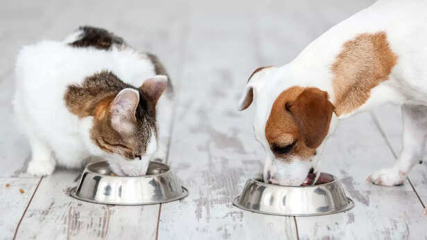 Common food items loved by both dog and cats