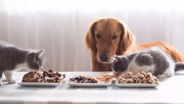 Dog and cat-friendly foods