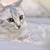 Egyptian Mau