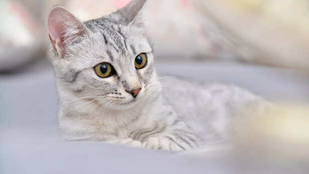 Egyptian Mau