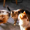 Different cat breeds