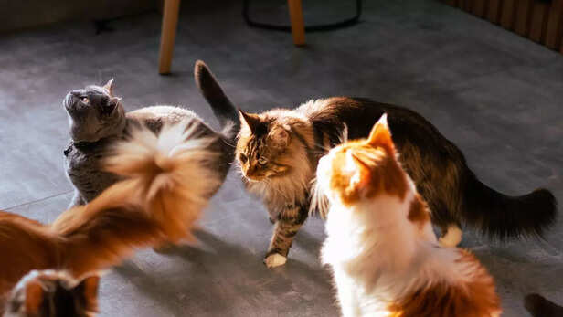 Different cat breeds