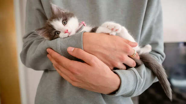 First 6 weeks of Kitten Development