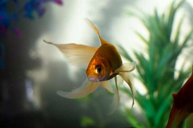 Gold Fish