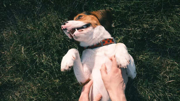 Understanding Dog Behavior