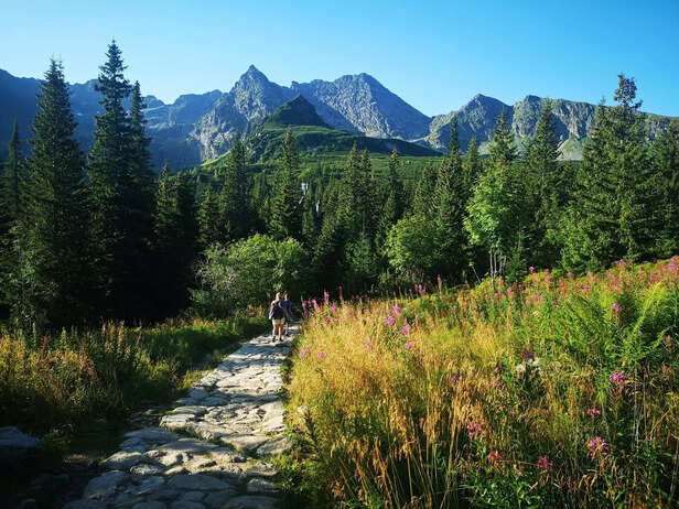 Walking through the forest