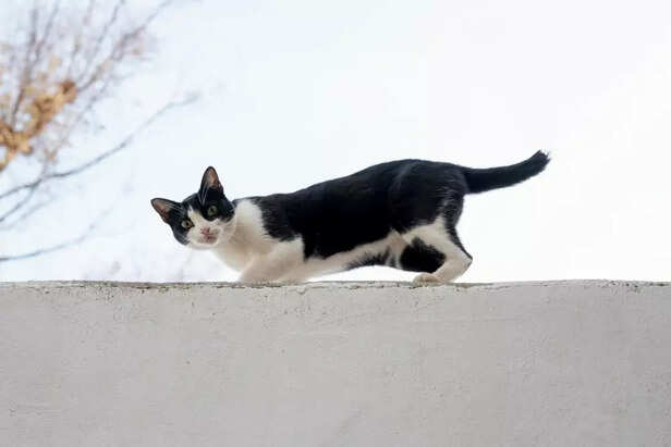 Small Tweaks, Big Tail Wags