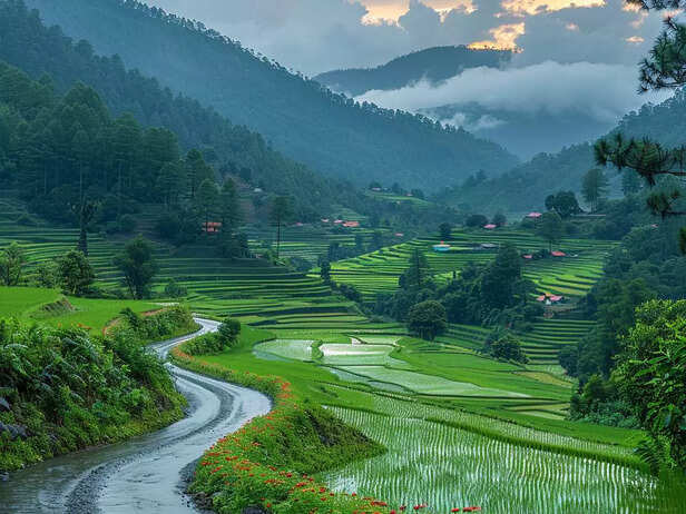 Ziro Valley