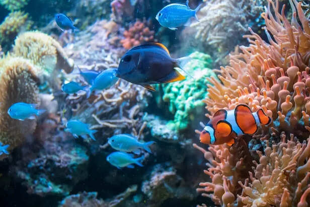 _Tank Mates &amp; Layout_ Match Their Energy