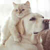 Is Co-existence Possible for Dogs and Cats?