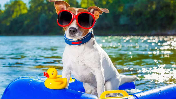 How to take care of your pet in summer