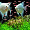 training pet fish