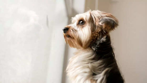 How to help your pet cope with separation anxiety