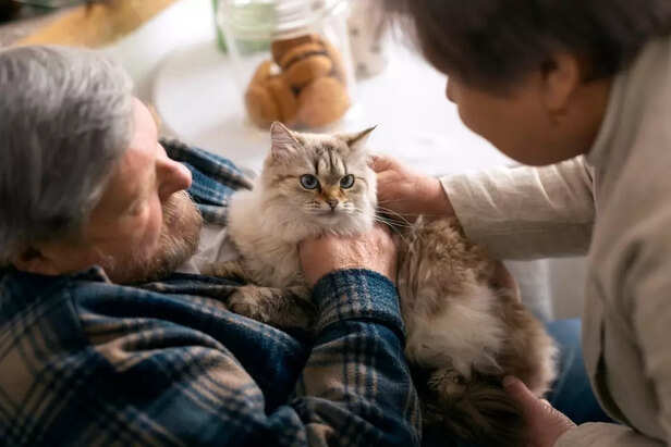 Preparing Your Home for a Senior Pet