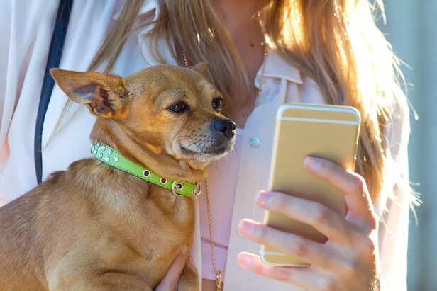 Pet First Aid Mobile Apps &amp; Training Resources