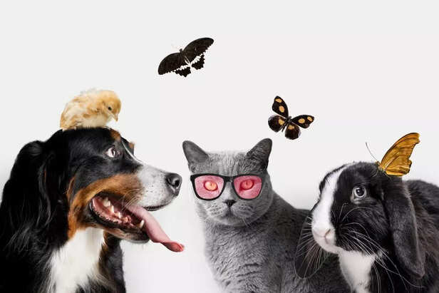 Internet Darlings_ Viral Pets of the Digital Age