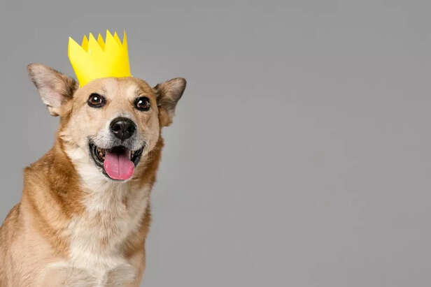 The Legacy of Legendary Pets