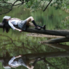 dream Psychology