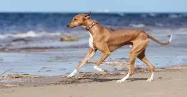 Dog That’s Changing the Pet World