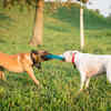 Fighting with other dogs