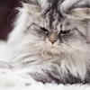 Bored cat at home