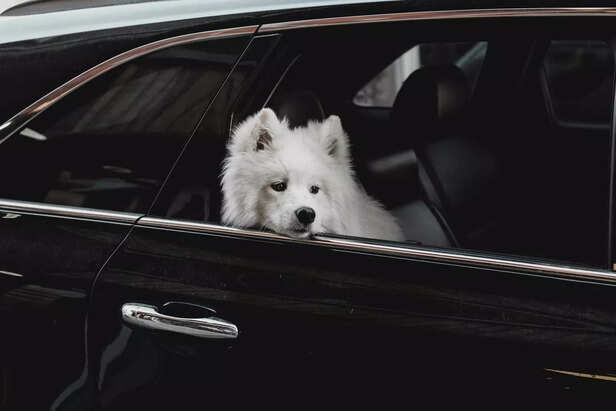Never Leave Your Pet in a Parked Car