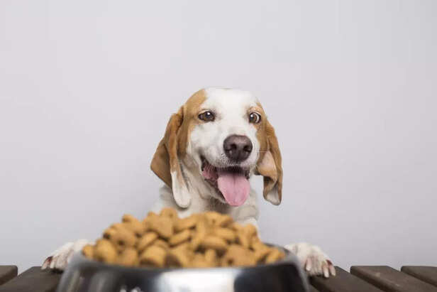 What Is a Raw Diet for Pets_