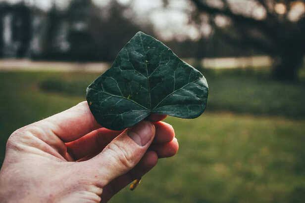 Grow