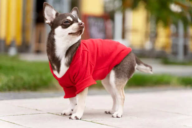 Clothing for Pets When is it Necessary
