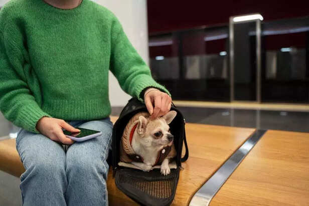 Travel Tips for MORE Relaxed Pet Travel