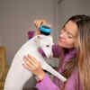 Brushing Basics