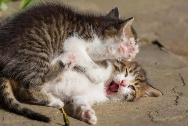 Why Cats Clash_ Understanding Feline Behavior