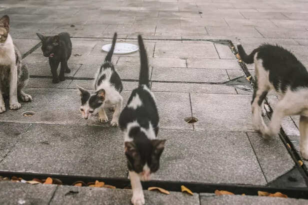 managing multiple cats