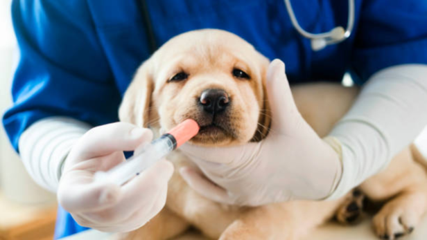 Puppy vaccination