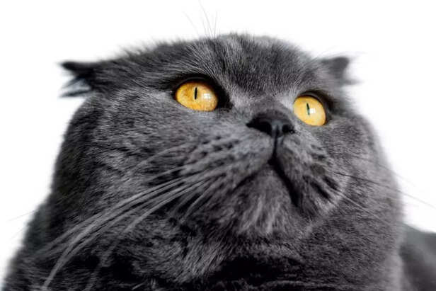 Cat Name Trends By Breed