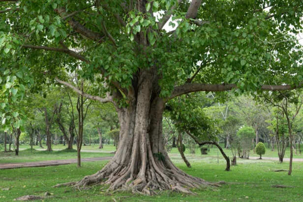 Peepal Or Bodhi Tree
